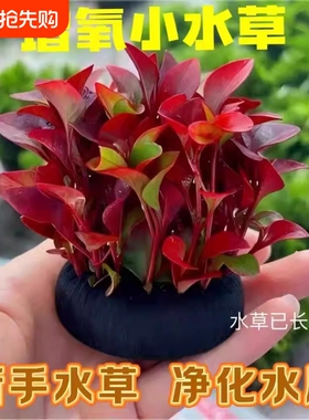 红波坨草底座l净水养鱼罗兰水草植物红色阴性水质海缸小水草增氧