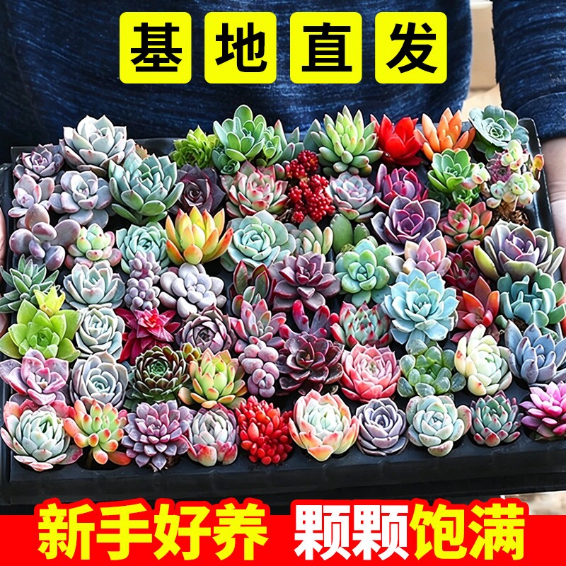 多肉植物组合精品套餐带土阳台室内花卉小盆栽懒人绿植室内盆栽