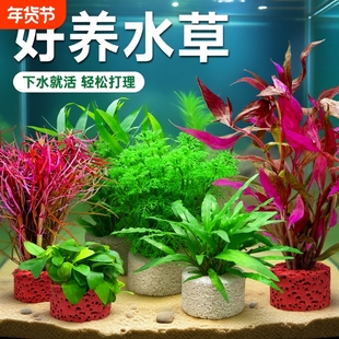 鱼缸水草植物造景专用真草蜈蚣草绿菊增氧淡水阴性养鱼火山石水草