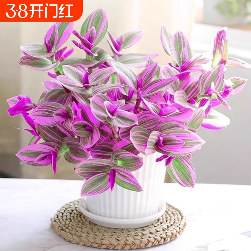 油画婚礼吊兰盆栽紫露兰花水培花卉多肉植物发财树室内好养小绿植