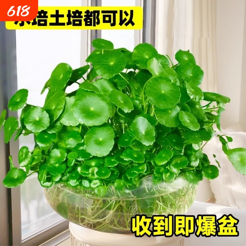 铜钱草水培植物大叶金钱草籽客厅绿植室内盆栽花卉四季好养花盆
