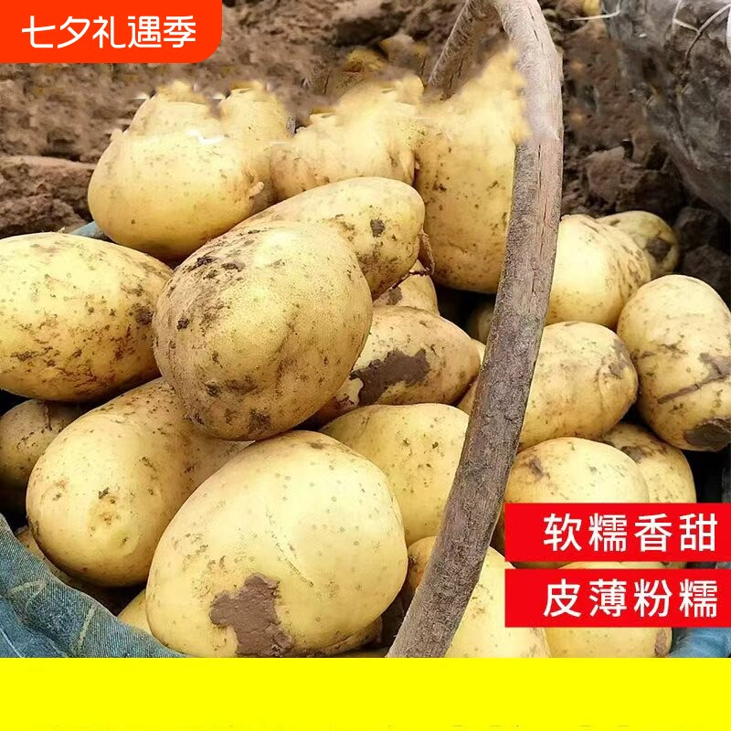 土豆新鲜2026年新货现挖黄新黄皮洋芋5斤包邮蔬菜马铃薯