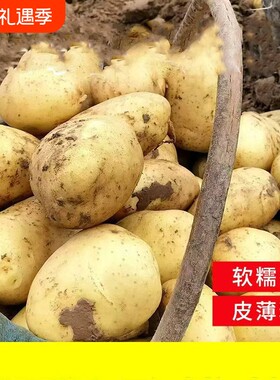 土豆新鲜2026年新货现挖黄新黄皮洋芋5斤包邮蔬菜马铃薯