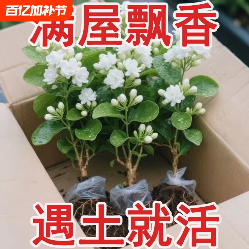 茉莉花盆栽带花苞茉莉花卉阳台四季开花绿植物室内室外鲜花老桩