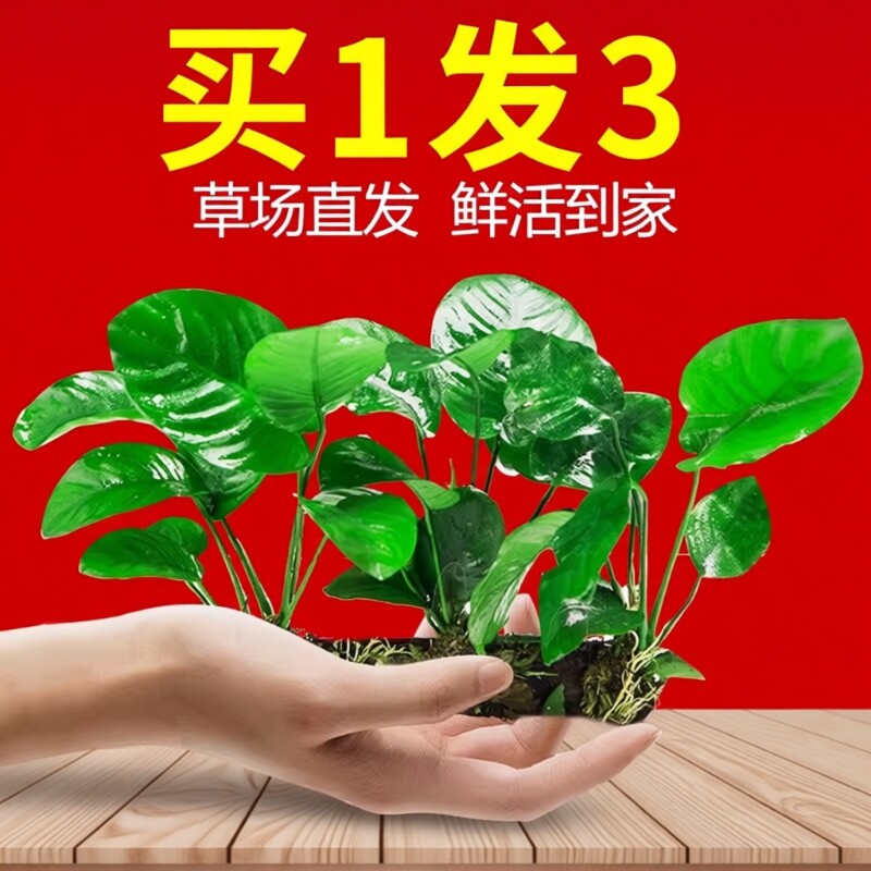 水榕沉木水草植物鱼缸造景装饰摆件懒人淡水阴性增氧净水椰壳屋