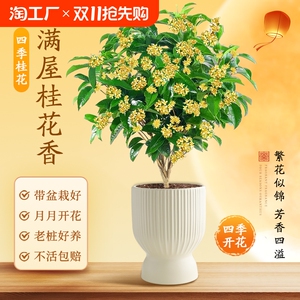 桂花树苗盆栽四季开花植物室内外花卉浓香老桩阳台绿植盆景四季桂