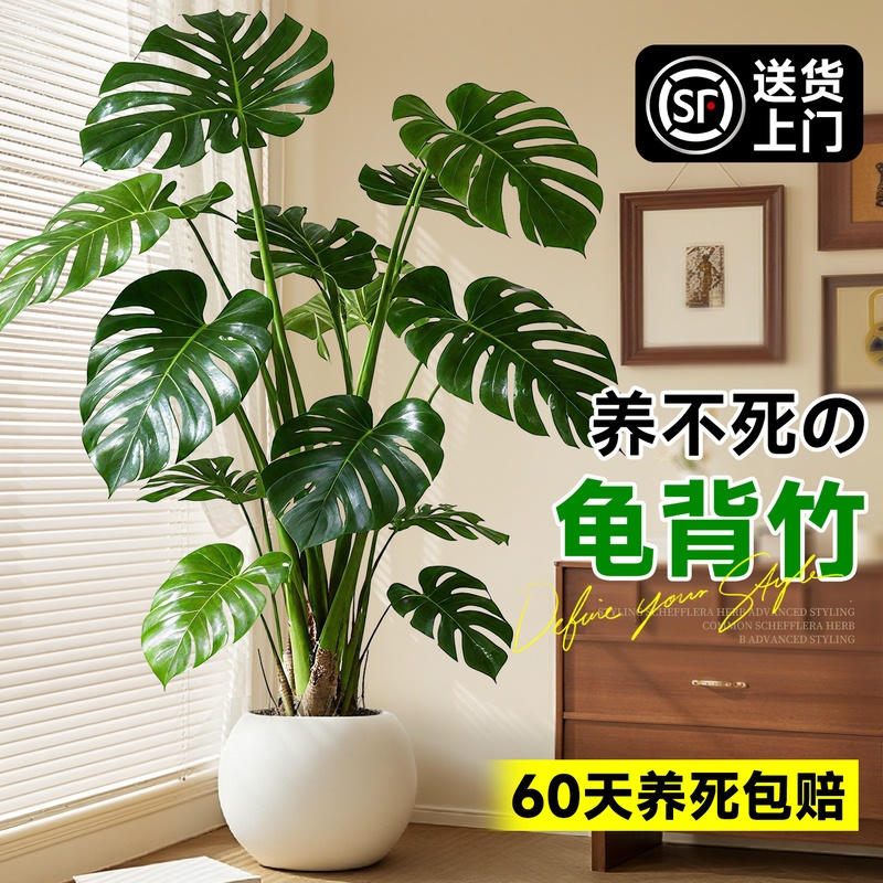 龟背竹客厅大盆栽老桩植物办公室大型绿植室内盆景净化空气除甲醛