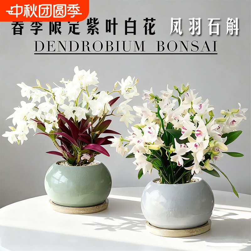名贵凤羽石斛兰花苗七彩香水冬带花室内水培好养浓香花卉盆栽绿植图片