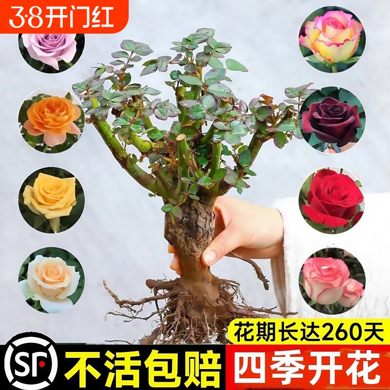 玫瑰花树苗带花苞特大花卉绿植物盆栽室内阳台月季蔷薇四季开花