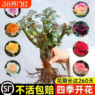 玫瑰花树苗带花苞特大花卉绿植物盆栽室内阳台月季蔷薇四季开花