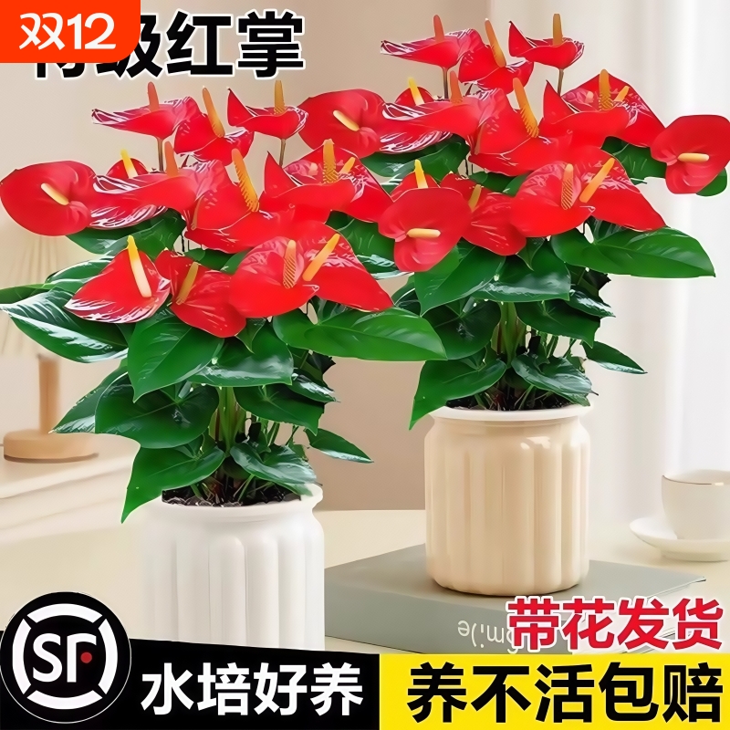 水培红掌盆栽花卉鸿运当头白掌植物室内四季开花绿植好养净化空气