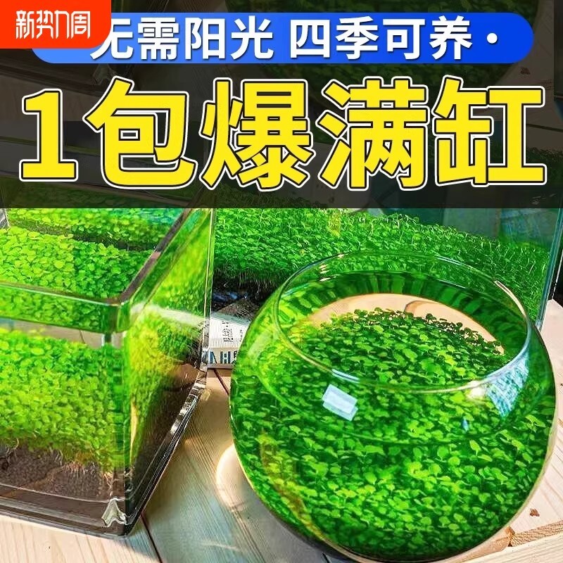 水草泥生态瓶景观|千人回购图片