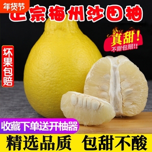 【纯甜】精选正宗梅州沙田柚柚子广东金柚白心肉当季孕妇新鲜水果