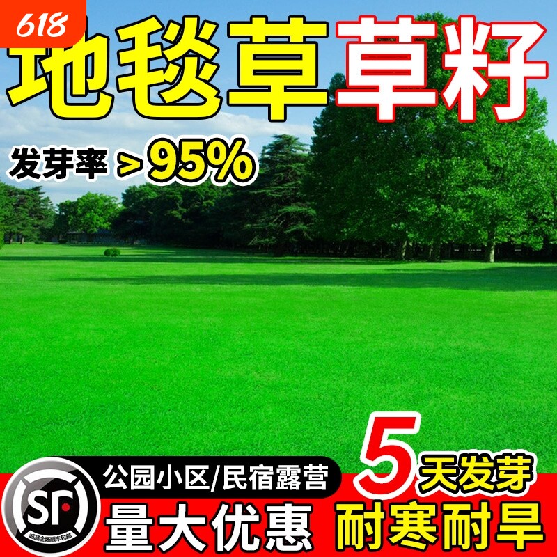 地毯草草籽四季常青矮生庭院别墅民宿露营公园小区耐践踏草坪种子