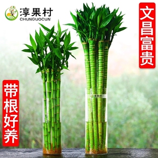 文昌竹4支金榜题名风水粗大富贵竹粗杆带根植物客厅招财粗壮龙竹