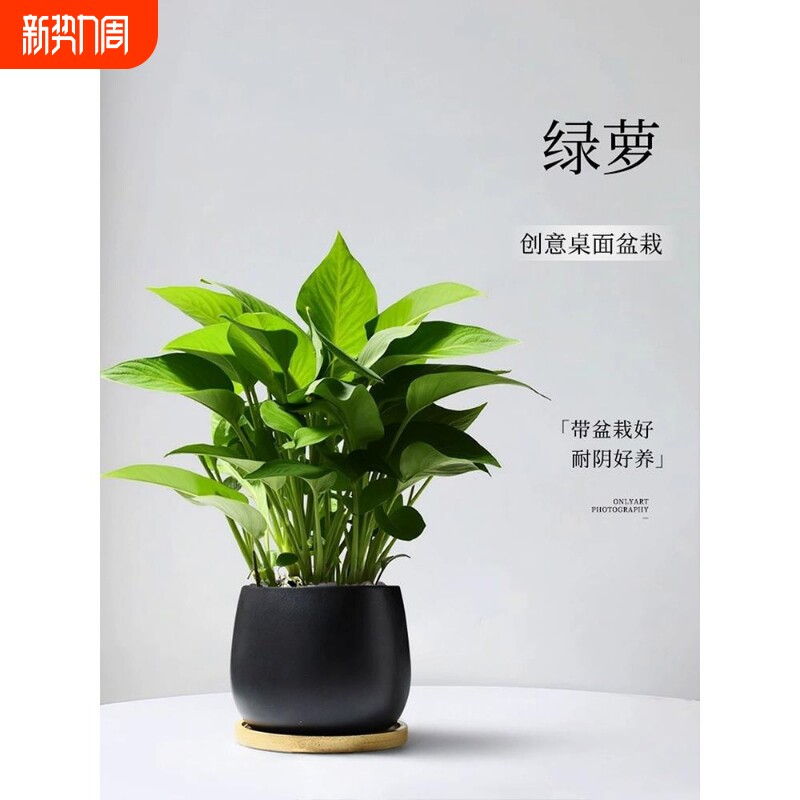 绿萝小盆栽室内客厅绿植卧室摆件绿箩植物办公室工位桌面耐阴阳台