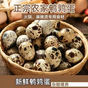 生鹌鹑蛋农家新鲜自产散养营养辅食口感丰富