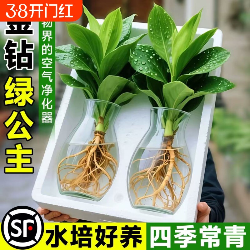 水培大叶金钻绿植绿公主盆栽带花苞室内养植物办公室桌面花卉客厅