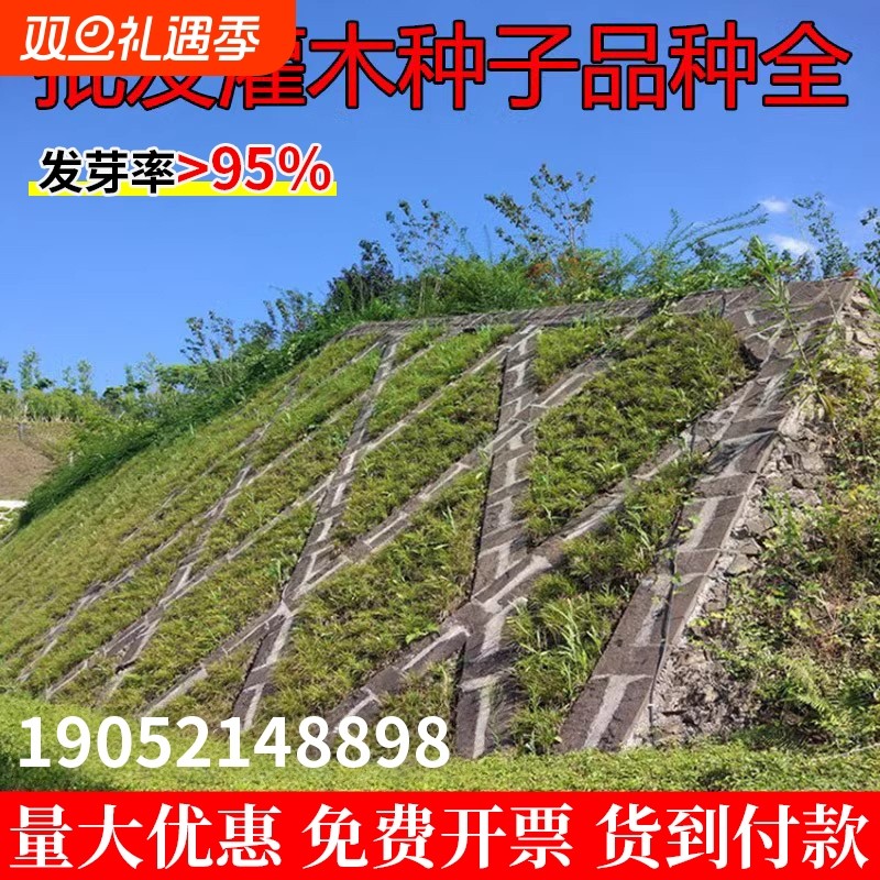 护坡灌木种子紫穗槐刺槐胡枝子多花木兰葛藤荒山复绿护坡固土草籽