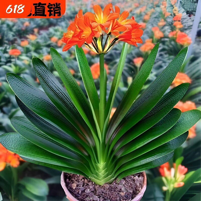 君子兰盆栽观花植物|千人加购图片