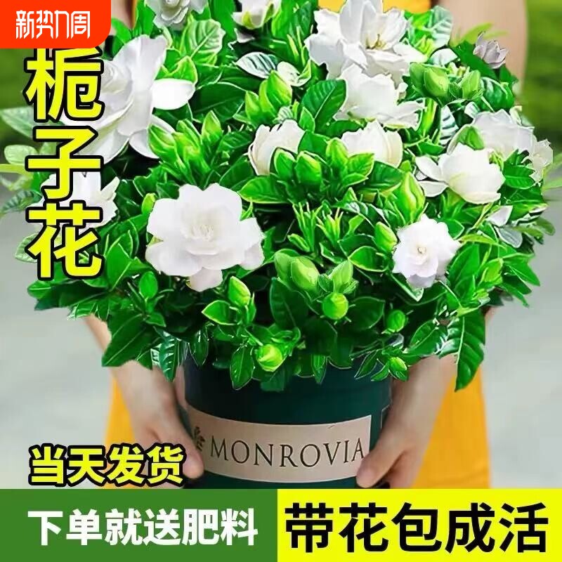 栀子花盆栽带花苞室内花卉绿植物老桩茉莉花水培四季开花树苗客厅