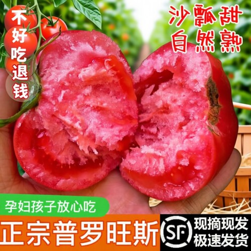 陕西泾阳自然熟番茄|千人加购
