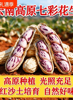 云南七彩花生带壳新鲜原味炒熟新货五彩水果大粒果仁健康特色晒干