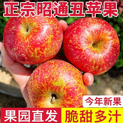 云南昭通苹果水果甜新鲜当季9斤
