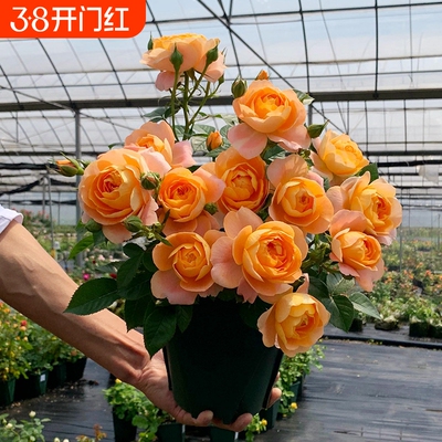 果汁阳台月季花花卉室内四季开花特大盆栽玫瑰灌木树苗玫瑰花植物