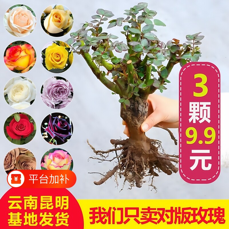 玫瑰花树苗带花苞特大花卉绿植物盆栽室内庭院阳台月季蔷薇四季开