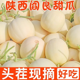 4.5斤陕西正宗阎良甜瓜