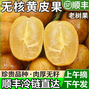 顺丰冷链黄皮果新鲜广东鸡心黄皮无核水果孕妇郁南当季现摘直供
