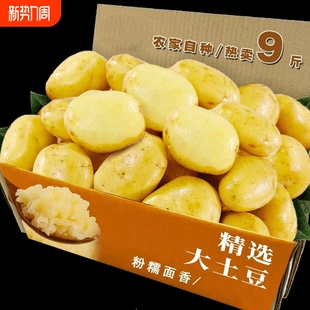 新鲜贵州土豆现挖新鲜黄心土豆当季 蔬菜整箱马铃薯洋芋