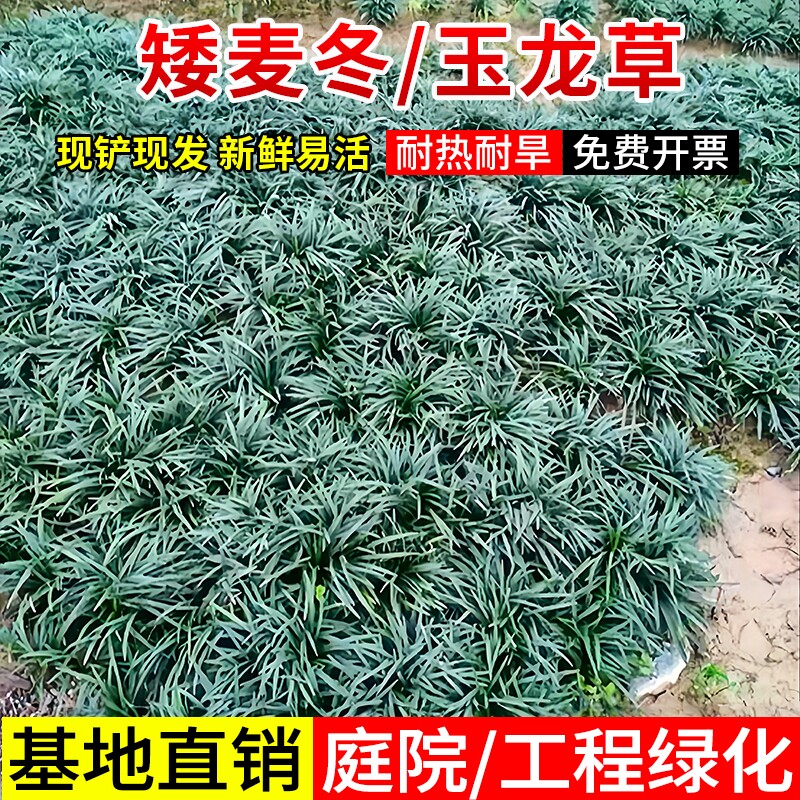 麦冬草苗日本矮苗玉龙草庭院草坪绿化细叶耐寒地被植物耐热北方图片