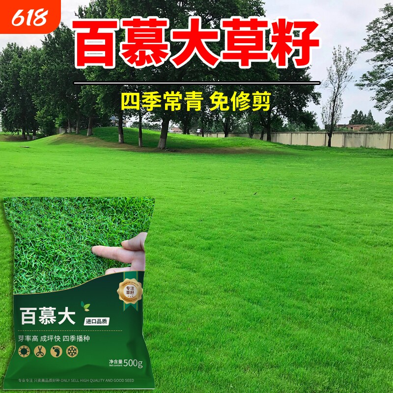 百慕大草籽进口矮生护坡固土生态复绿工程绿化耐践踏四季常青种子