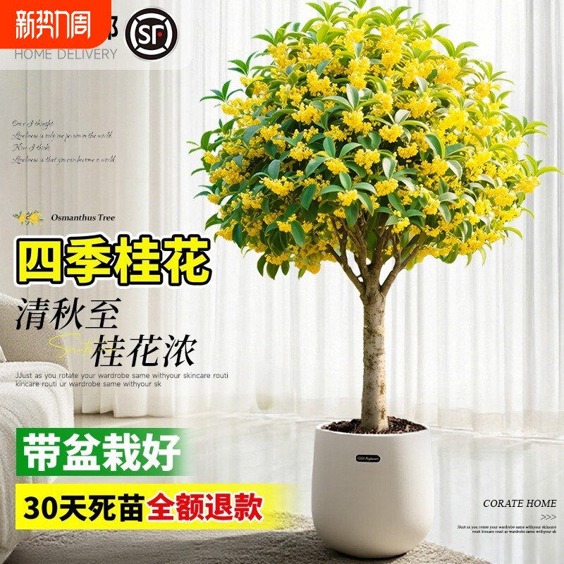 桂花盆栽室内树苗四季桂绿植带花苞矮桩浓香型老桩金桂八月好养活