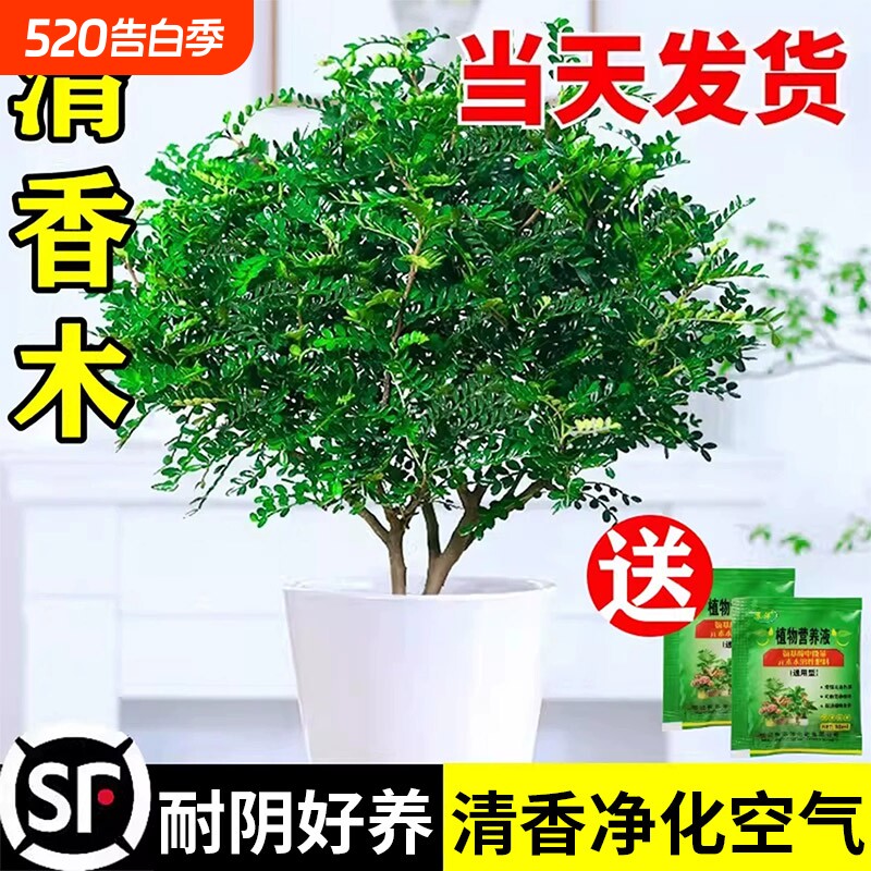 清香木盆栽正宗胡椒木大苗室内驱蚊虫草绿植物树苗老桩盆景九里香
