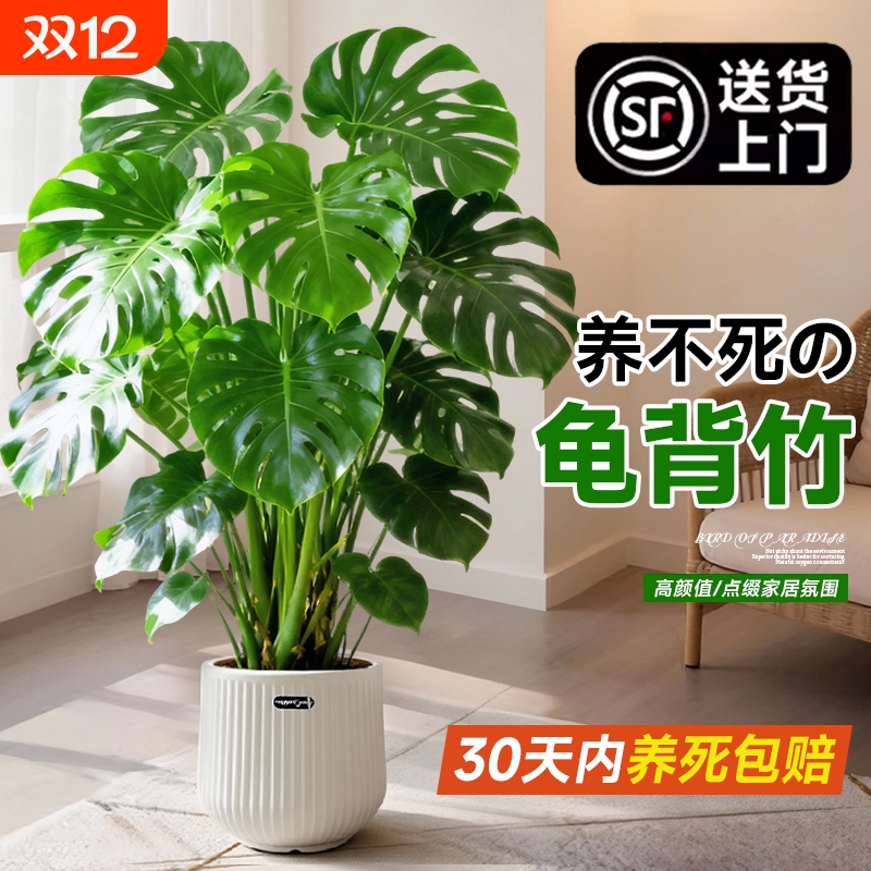 大叶老桩提根大盆栽客厅电视柜旁