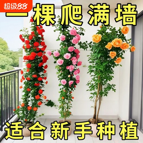 藤本月季特大花苗庭院蔷薇爬藤植物花卉盆栽多季开花阳台小苗带花