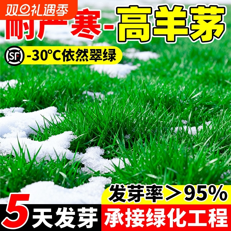 高羊茅草籽耐寒四季青护坡绿化早熟禾黑麦草耐践踏庭院草坪种子