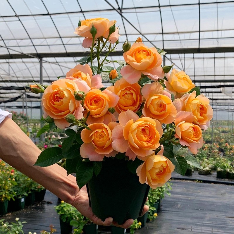 果汁阳台月季花花卉室内四季开花特大盆栽玫瑰灌木树苗玫瑰花植物