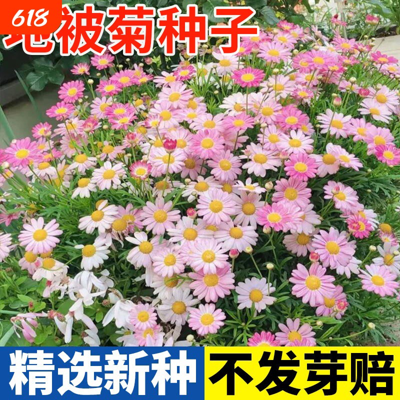 地被菊种子四季播种易活庭院阳台室内外盆栽绿化观赏开花花卉种籽