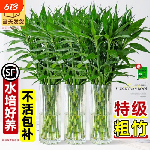 富贵竹水培植物绿植室内盆栽客厅招财粗杆带根水养节节高竹子玄关