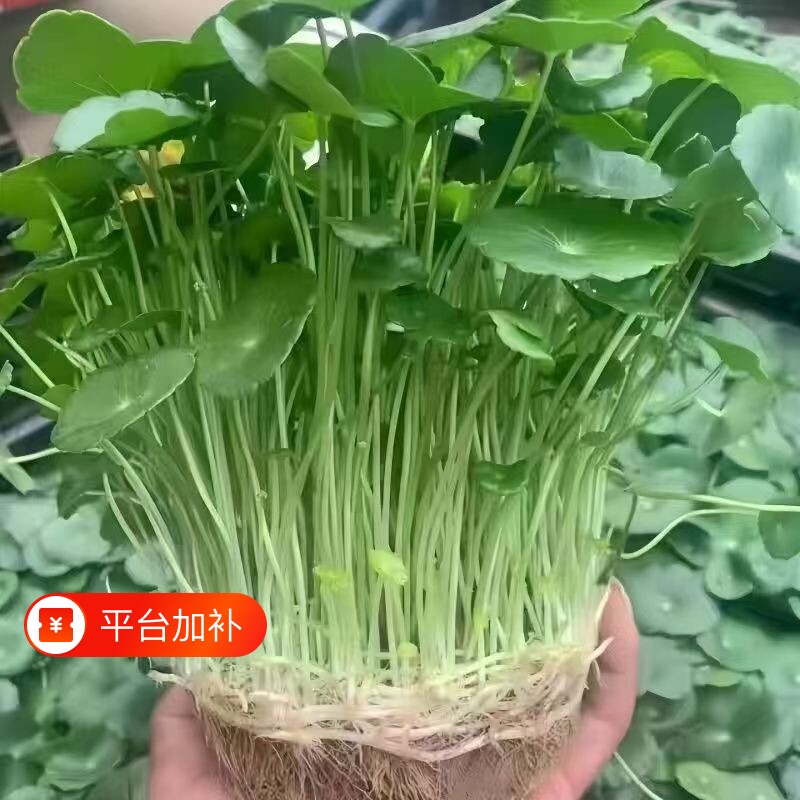 培水养铜钱草招财植物金钱草办公桌面盆栽室内土培绿植花卉客厅