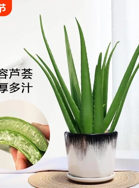 芦荟盆栽库拉索美容护肤绿色多肉植物花卉室内可食用办公室好养活