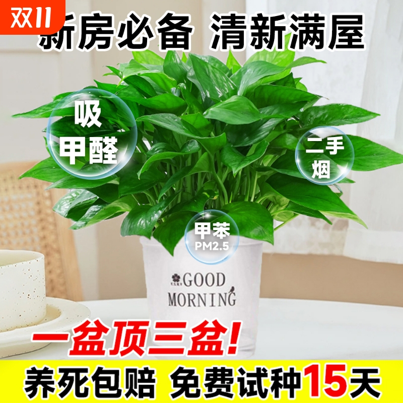 绿萝盆栽室内长藤大叶植客