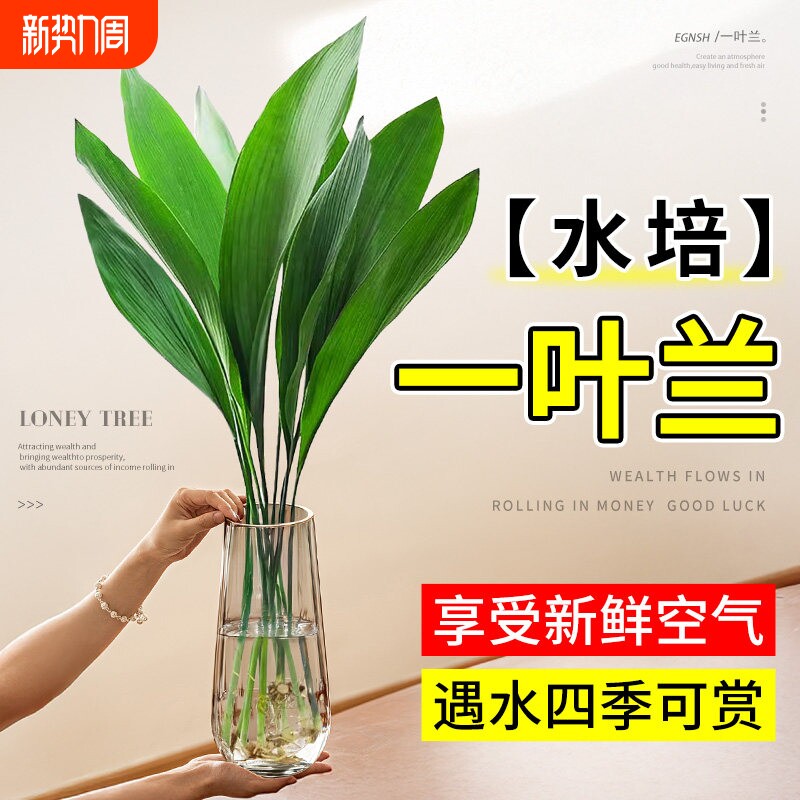 一叶兰水培植物盆栽水养绿植四季常青室内办公室桌面大叶净化空气