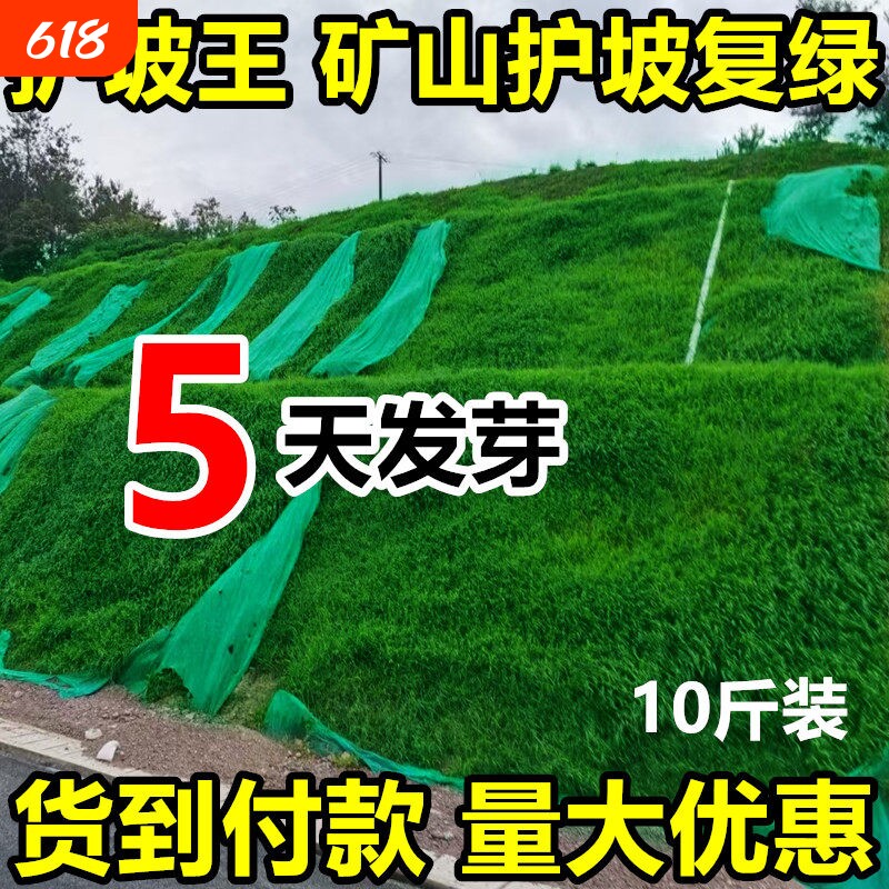 护坡固土草坪草籽四季常青绿化草种子狗牙根草种黑麦草多年生耐寒
