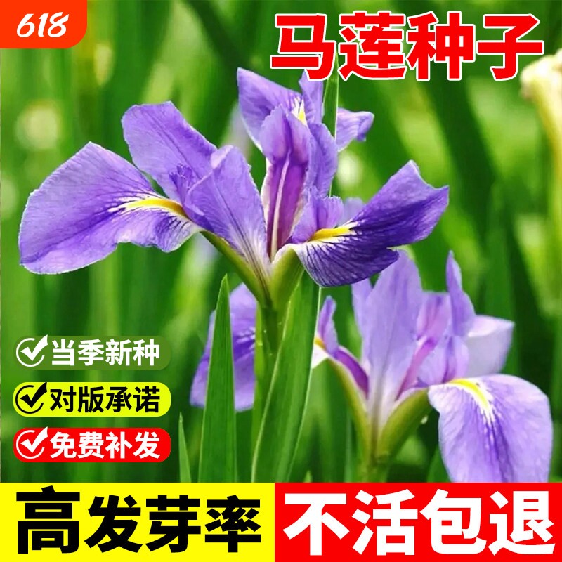 马莲种子马兰花籽耐寒耐旱庭院公园绿化四季易种观赏马蔺花草种籽