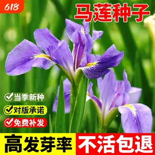 马莲种子马兰花籽耐寒耐旱庭院公园绿化四季易种观赏马蔺花草种籽